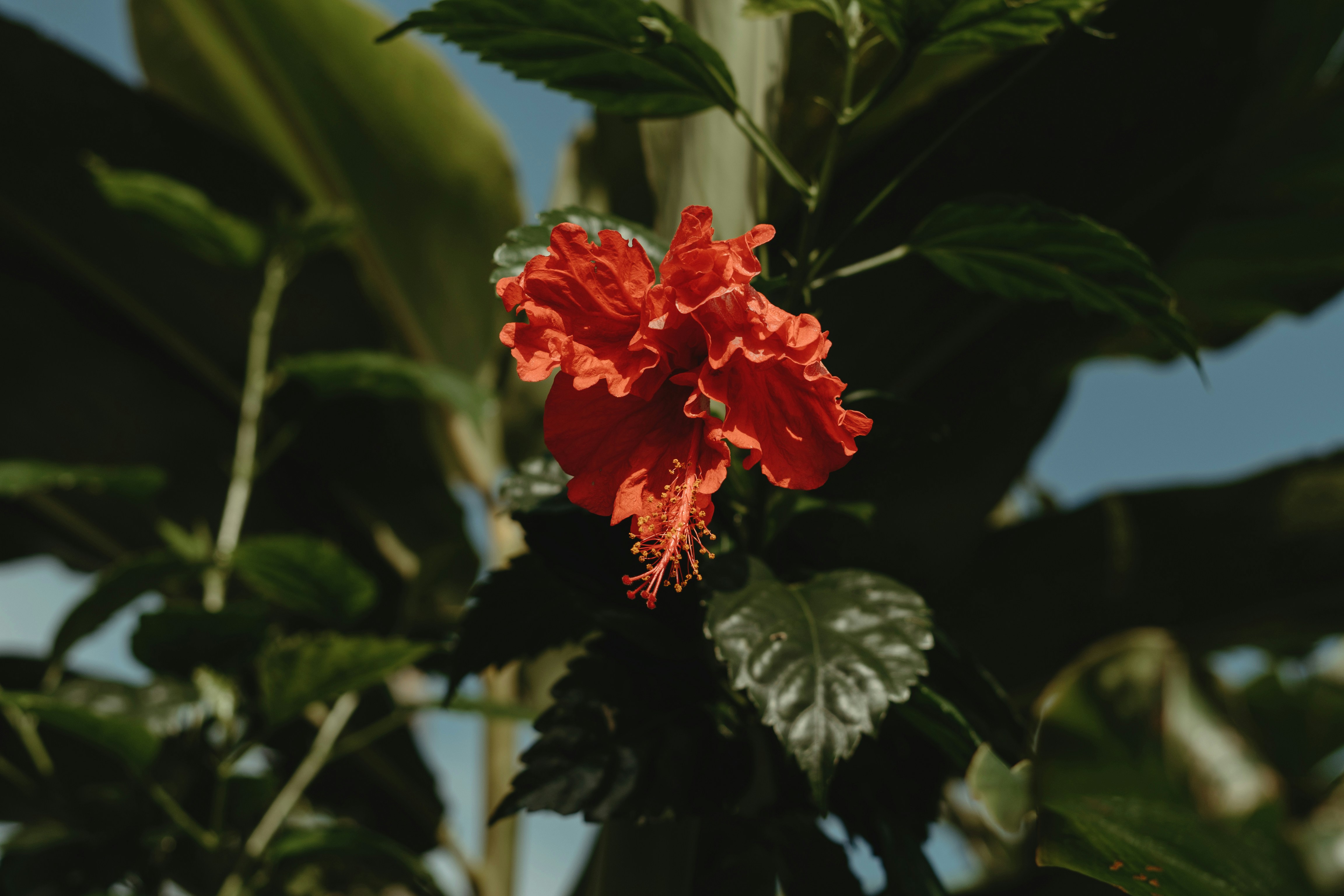 Hawaiian Hibiscus bloom
